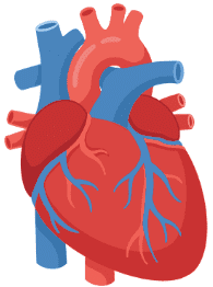 Illustration anatomique du cœur illustrant les bénéfices cardiovasculaires reconnus de l'arrêt du tabac.