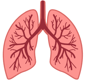 Illustration des poumons représentant l'amélioration de la fonction respiratoire après l'arrêt du tabac ou de la cigarette électronique.