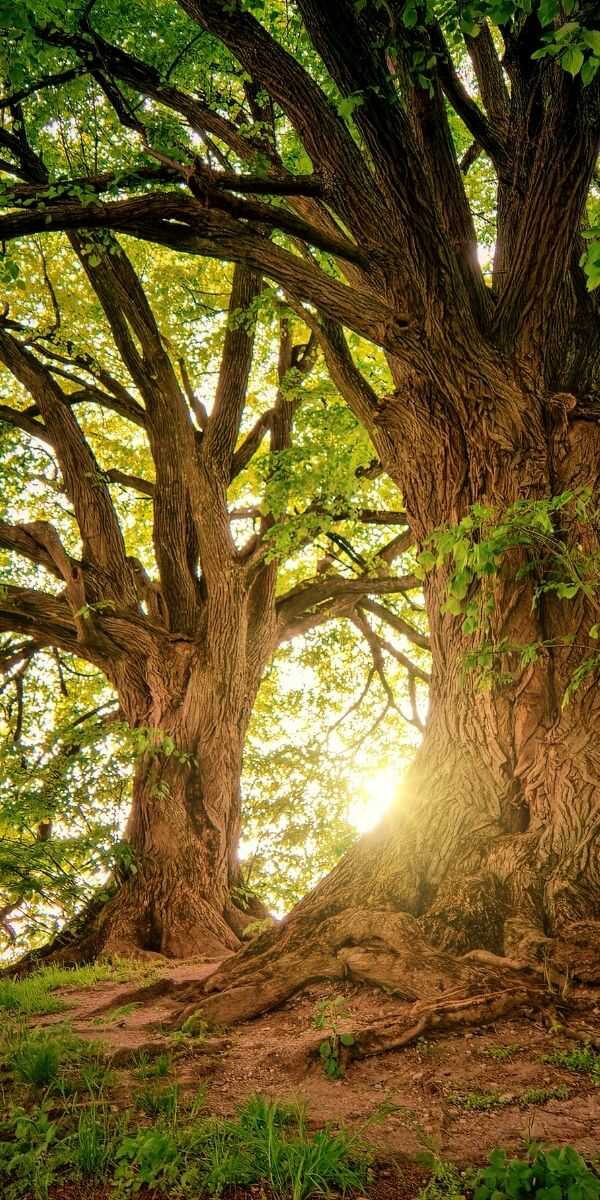 Arbre aux racines profondes représentant l'héritage familial et les influences transgénérationnelles explorées en hypnose.